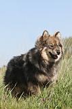 CHIEN FINNOIS DE LAPONIE 015